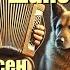 Деревенский Шансон сборник 6 песен 6 Chanson Songs