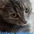 котёнок звёздочка после съёмок и игры с мышкой Kot Egor