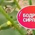 БИР СОТИХ ИССИКХОНАДА БОДРИНГ ЕТИШТИРИШ