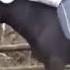 Видео ролики про лошадей Смешные животные Funny Horses Смешные лошади