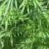 Benji Ich Rauch Mein Ganja