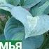 Известная хоста Стриптиз и ее потомки