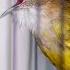 Burung Cucak Jenggot Full Kasar Ampuh Pancing Emosi Cucakjenggot Masteranburung Cucakjenggotgacor