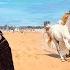 أجمل مدينة مغربية يوم في الصويرة مدينة الخيول