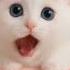 핑크리본 고양이의 아파트 노래 The Pink Ribbon Cat S APT Song Kitten Catsinger APT 아파트송 Shorts Ai