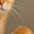 Mother Cat Hid Her Premature Kittens As High As Possible Subtitles