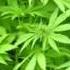 Ich Rauch Mein GANJA Den Ganzen TAG