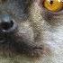 Lemurs Get High Spy In The Wild BBC