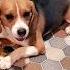 Atom Dog Shorts Kanne Kalai Maane Trending 80 S Song