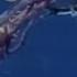 Man Of War Killer Colony National Geographic