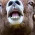 Canadian Wildlife The Most Beautiful Wilderness On Earth