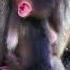 Rejecting Milk Ignoring Hug Mom Push New Baby Monkey Down From High Rock Cry Sadly
