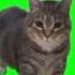 W W OIIA OIIA Spinning Cat