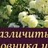 Как различить побеги шиповника и розы Мифы и реальность