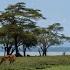 Kenya 2025 Nairobi And Naivasha Дикие животные совсем не боятся людей