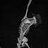 ORIGINAL MUSIC Spinal Claudication MUSICAL JUICE Featuring Walt Disney S Skeleton Dance