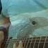 Loreen Euphoria On Guitar