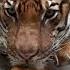Rugido De Leones Y Tigres Poder Y Dominio