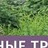 Ароматные травы в ландшафте