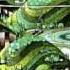 Brian Auger S Oblivion Express Marai S Wedding