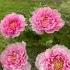Treepeony Bloom 牡丹花开