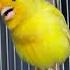 Canary Singing Birds Sounds 2024 At Its Best