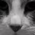 грустный кот кот грустныймомент Cat Catvideos