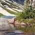 A TRIP OF A LIFETIME Backpacking Glacier Nat L Park Belly River Elizabeth Lake Helen Lake