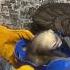 Борис в шлеме домашниеживотные хищник Ferret питомец хорек животное Animals зверь Boris