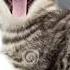 кошка которая гуляла сама по себе