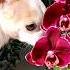 музыка релакс орхидеи Phalaenopsisorchid чихуахуа Chihuahua