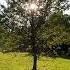 Crickets Sound And Birdsong The Rustle Of Grass 12 Hours Of Nature Relax