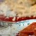 What Do You Eat In Antarctica Antarctic Extremes