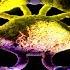Carlo Whale Th En Fragments Of Light Extended Mix
