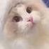 Милые котята Кот Short Lover Me Follow Animal Funny Cut Beautiful милые кот любитель