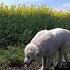 Maremma Field Walk Маремма прогулка по полю