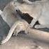 Two Cat Mating Together Cat Catbreeding