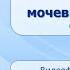 Выделительная система Тема 38 Регуляция мочеобразования Гигиена мочевыделительной системы