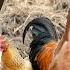 Learning The Chicken Language Chicken Talk Chicken And Chick Communication Talk Language