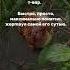 проискусство искусство творчество творческийпроцесс Bloomcore Naturecore буктьюб