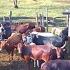 FARM FOR SALE 165 ACRES 12 5m Per Acre PRIVATE MAILO LAND QUICK SALE SERIOUS BUYERS NEEDED