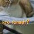 Шумный сосед Cat домашниепитомцы котШарик рыжиекотики котики пушистик киса рыжик