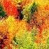 Peaceful Music Relaxing Music Instrumental Music Autumn Leaves By Tim Janis