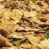 רשרוש עלים Rustle Of Leaves шелест листьев асмр ASMR