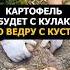 Лучшее средство рассказал дедушка для посадки картошки Собираю по ведру с куста огород дача сад