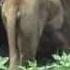 Лев Бонифаций 動物園でライオンの寿命 狮子在动物园