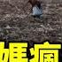 中國農民怎麼了 大爺大媽哄搶玉米風潮席捲北方