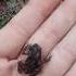 Mini Toad