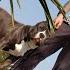 Amstaff Passeio Com Hellboy
