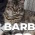 KELAKUAN KUCING BARBAR 62 BACK AGAIN GAES BANYAK YANG LUCU LUCU